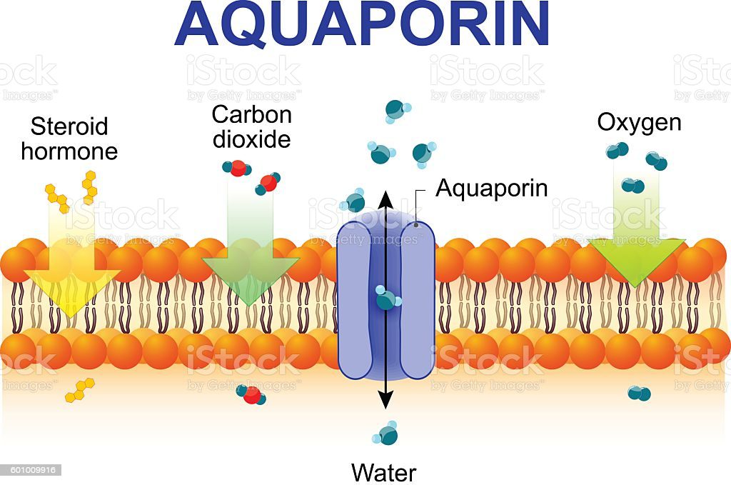 Aquaporin