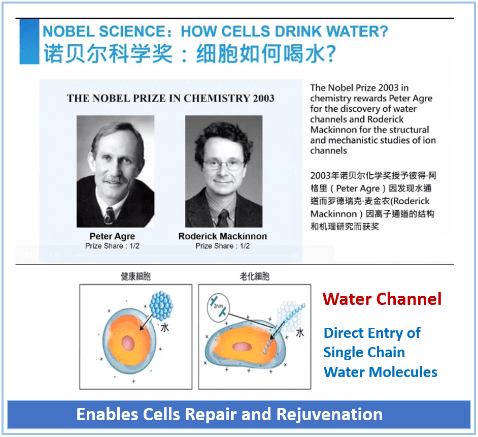 Cells Repair and Rejuvenation