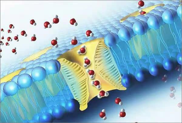 Single Chain Water Molecule Structure