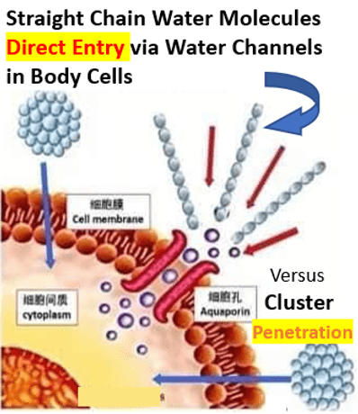 Water Molecules Penetration into Body Cells