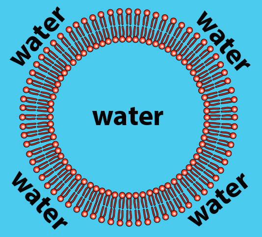 cell membrane water