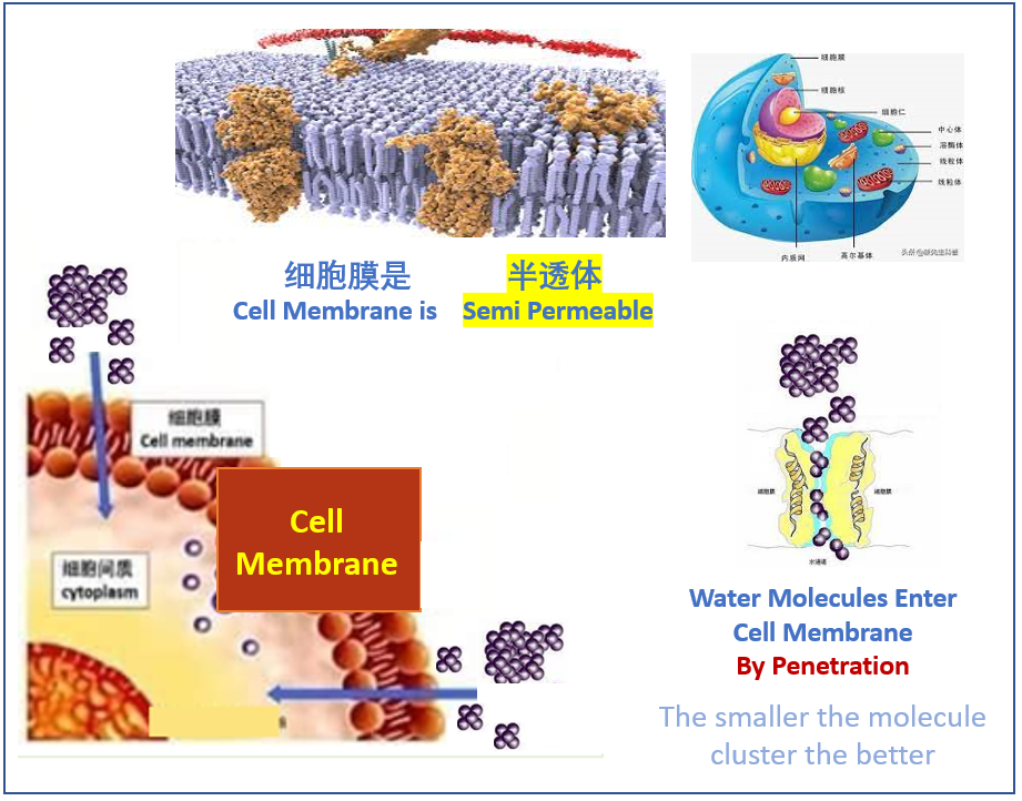 human cell membrane