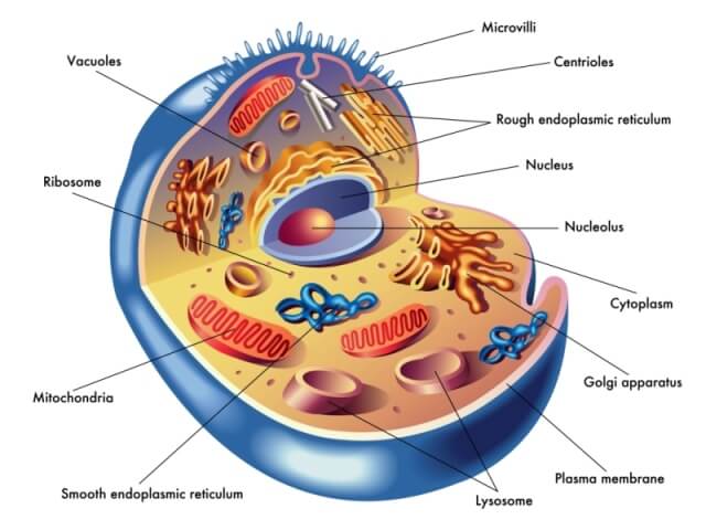 human cell